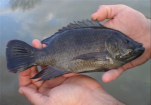 کیفیت نامطلوب ماهی تیلاپیا در کشور شایعه است