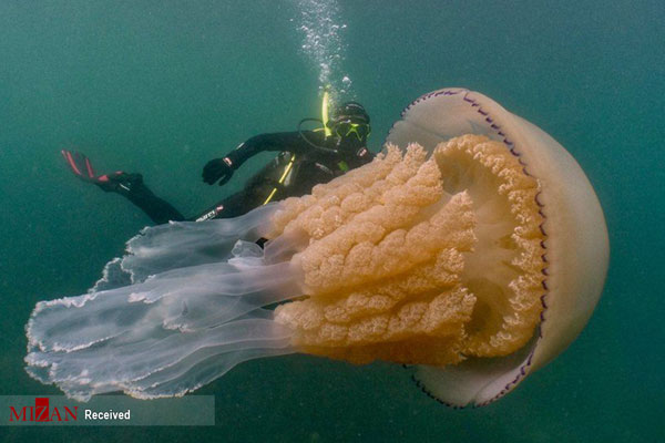 تصاویر دیدنی از یک عروس دریایی غول‌پیکر