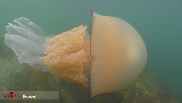 تصاویر دیدنی از یک عروس دریایی غول‌پیکر