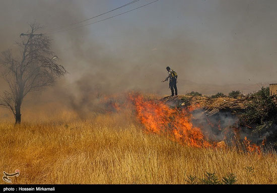آتش‌سوزی باغستان یک هزار ساله سنتی قزوین