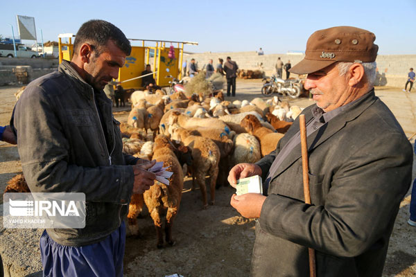 بازار داغ فروش دام در آستانه عید قربان