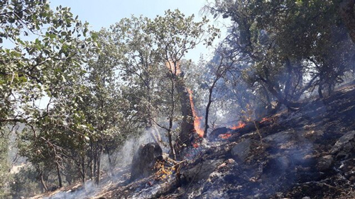مهار آتش سوزی اراضی زراعی و جنگل‌های گچساران با ۹۰ هکتار خسارت