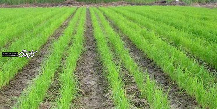 دولت از برنج خوزستان حمایت نمی‌کند/ حاصل زحمت کشاورز با قیمتی کم از او خریداری می‌شود