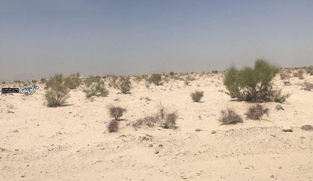 نهالکاری در کانون‌های بحرانی گرد و غبار خوزستان متوقف شد