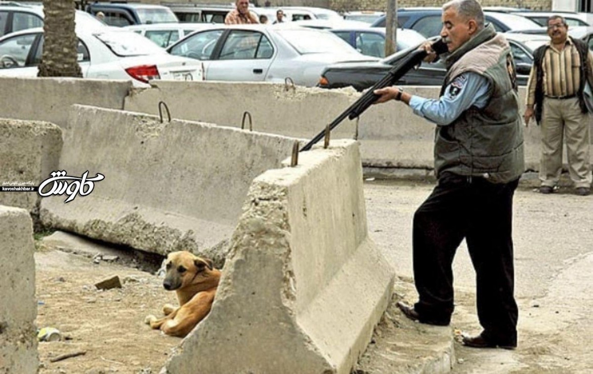 سگ‌کشی در دزفول و اعتراض دوستداران حیوانات