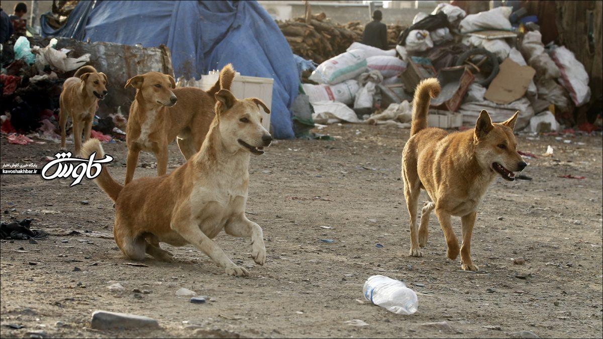 تردد سگ‌های ولگرد و احشام در معابر آبادان نگران‌کننده است