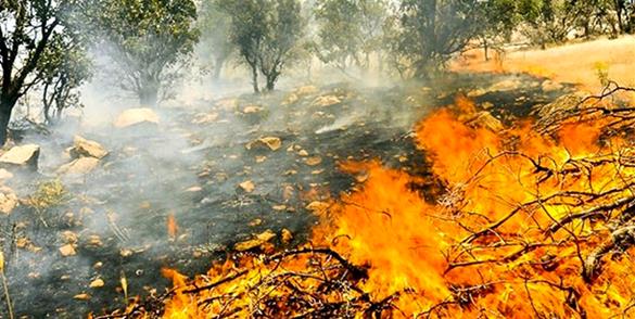 یک هزار و ۴۰۰ هکتار جنگل‌ و مرتع در خوزستان طعمه آتش شده است