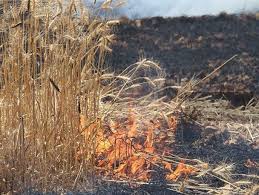 ۲۰۰ هکتار از گندم‌زارهای ایذه در آتش سوخت