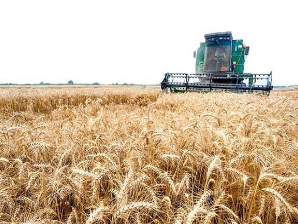 شوش رتبه نخست تولید گندم کشور را کسب کرد