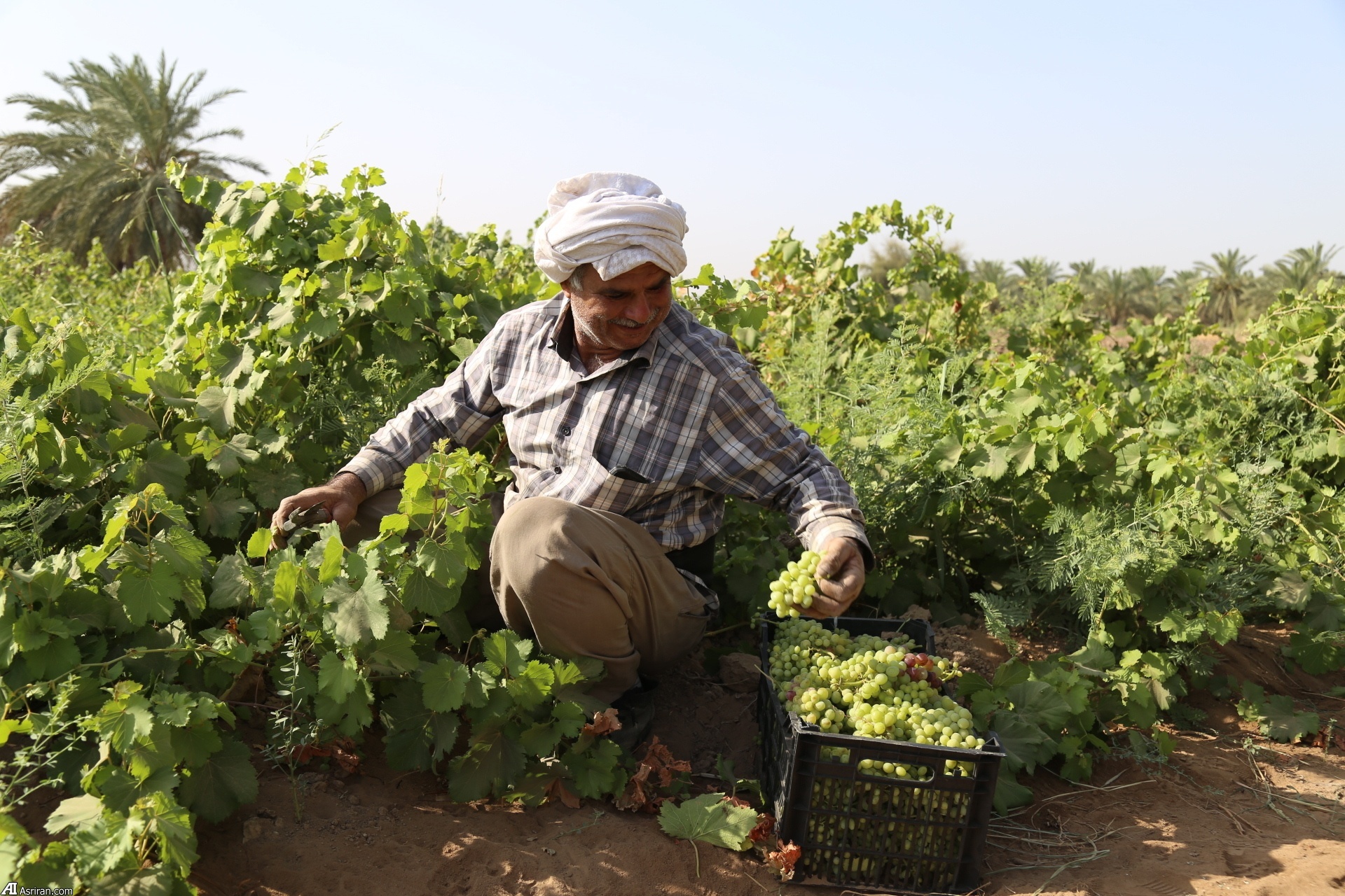 برداشت سالانه بیش از ۱۷ هزار تن انگور از تاکستان‌های خوزستان