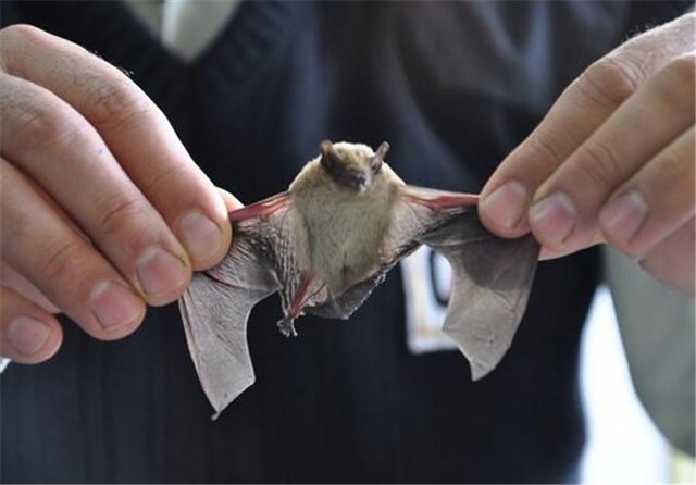 ۱۰ خفاش، مهمانان سرزده یک خانه در اهواز