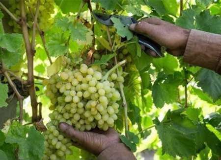 ۱۳.۵درصد محصولات کشاورزی ایران در خوزستان تولید می‌شود