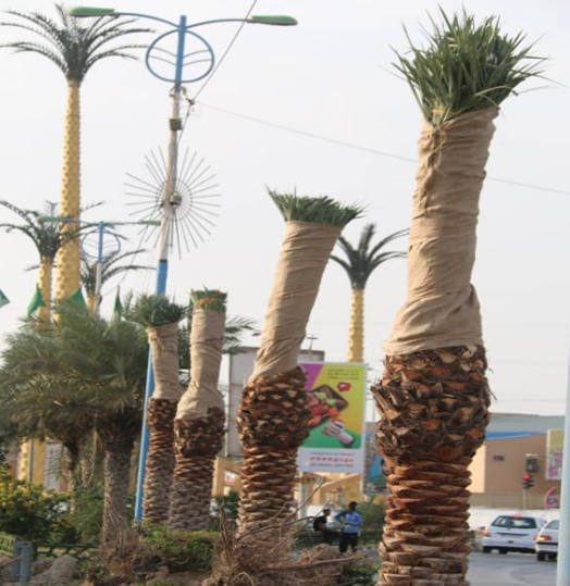 کاشت نخل در خیابان های اهواز ادامه دارد