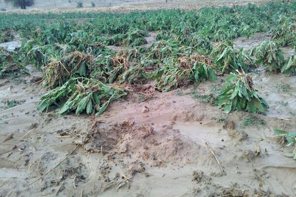 خسارت سنگین بارندگیها به کشاورزی خوزستان