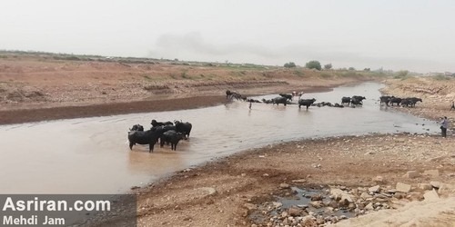 بیماری گاومیش های خوزستان بخاطر کمبود آب