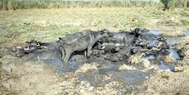 کشاورزی و احشام حاشیه رودخانه کرخه به تدریج تلف می‌شوند/ مطالبه اصلی ما جبران این عقب‌ماندگی‌ها است