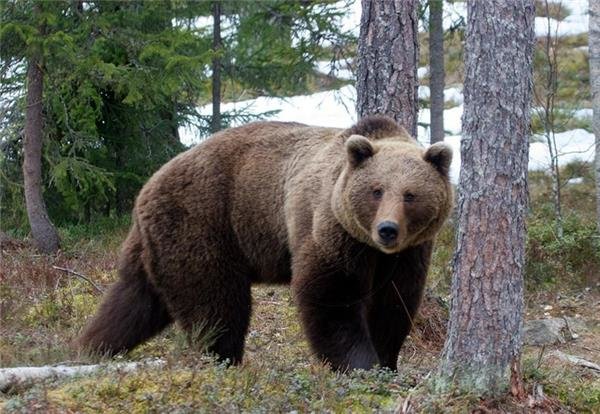 حمله خرس به یک دامدار در باغملک