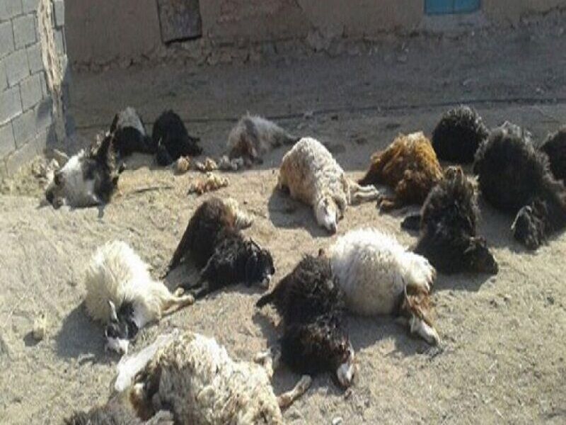 تلف شدن ۵۰ راس گوسفند براثر سیلاب در شوشتر