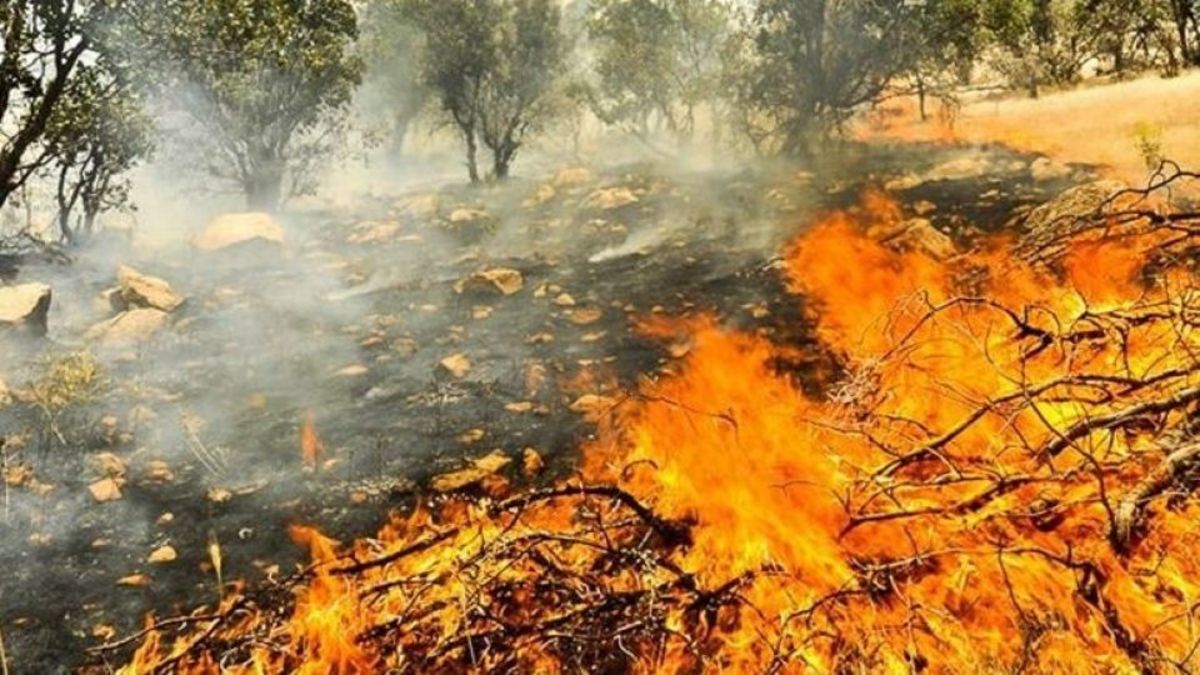 پشت پرده آتش‌سوزی‌های گسترده در جنگل‌های زاگرس؛ جنگل‌ها را عمدی آتش می‌زنند/ قوه قضاییه باید ورود کند (فیلم)