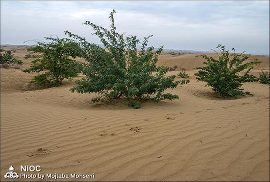 بیابان زدایی و درختكاری ۲۰۰۰ هكتار از اراضی خوزستان با اختصاص ۵۰۰ میلیارد ریال اعتبار از سوی نفت