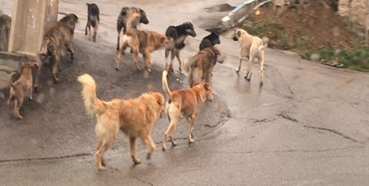بیانیه جمعی از دانشگاهیان برای جمع‌آوری سگ‌های ولگرد در اهواز
