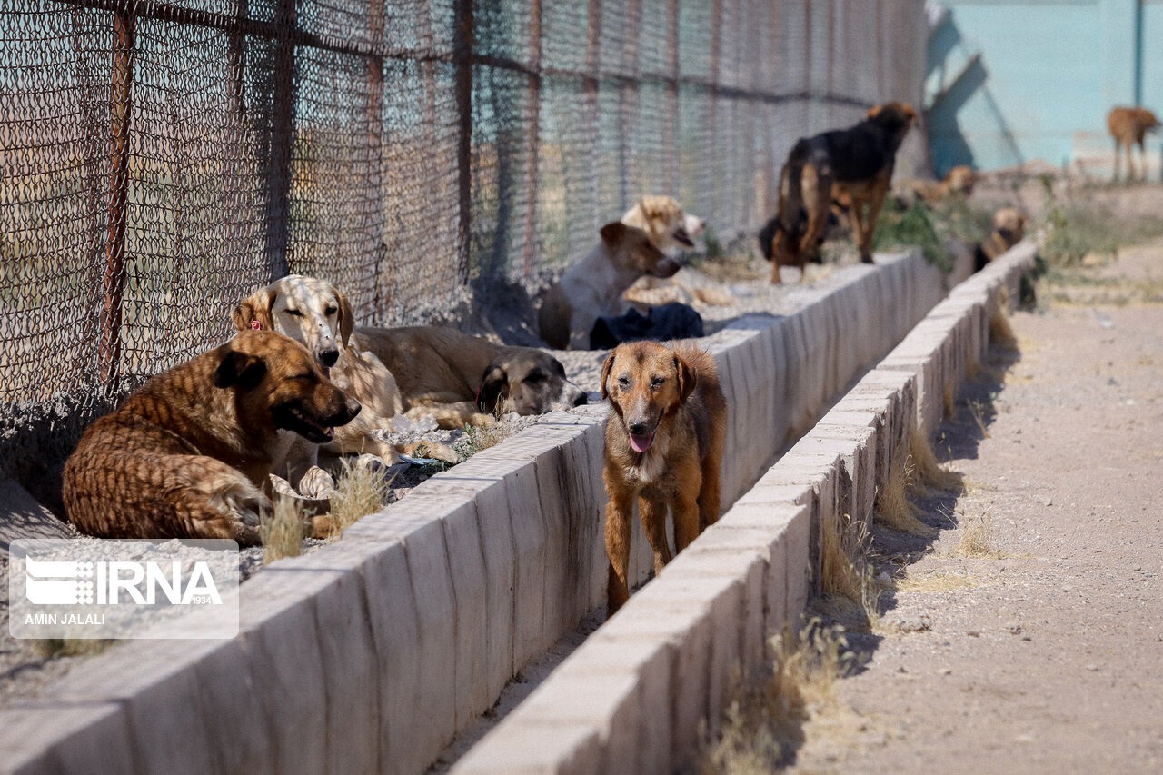هشت هزار مورد حیوان گزیدگی سالانه در خوزستان/ 95 درصد این آمار سگ گزیدگی است