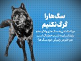 تماشا کنید: بحران سگ های ولگرد در ایران، زنگ خطر برای مردم / سگ ها را گرگ نکنیم!