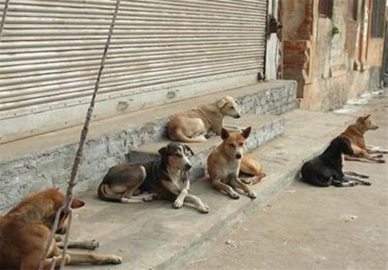 نگرانی مردم آبادان و خرمشهر از پرسه سگ‌های ولگرد در معابر