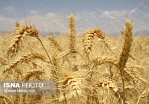 از بین رفتن ۸۰ هزار هکتار از اراضی گندم خوزستان به علت خشکسالی