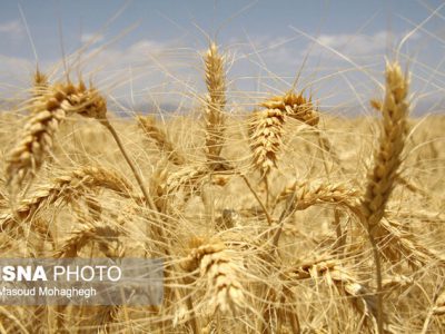 از بین رفتن ۸۰ هزار هکتار از اراضی گندم خوزستان به علت خشکسالی
