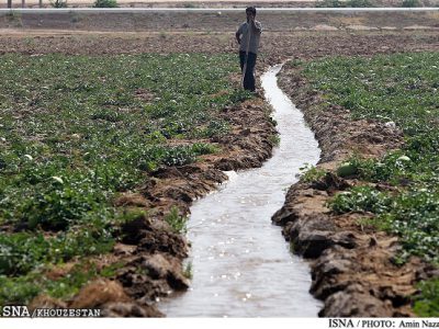 ممنوعیت کشت محصولات پر آب‌بر در تمام حوضه‌های خوزستان/ تعیین الگوی کشت برای شهرستان‌ها