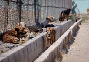 افزایش ۵۱ درصدی سگ‌گزیدگی در خوزستان