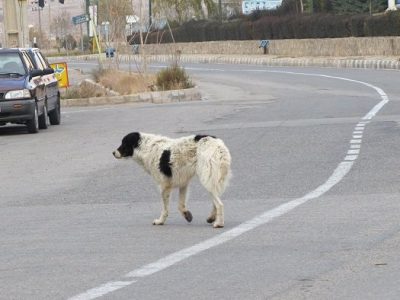 امسال ۷۰۰۰ مورد «حیوان گزیدگی» در خوزستان رخ داد