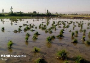 ممنوعیت کشت برنج در حوزه کرخه به دلیل محدودیت منابع آبی 