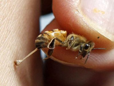 یک دانش آموز در ایذه به علت زنبور گزیدگی فوت کرد