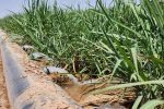 افزایش ۲۰ درصدی بهره‌وری آب در مزارع نیشکر با مدیریت علمی