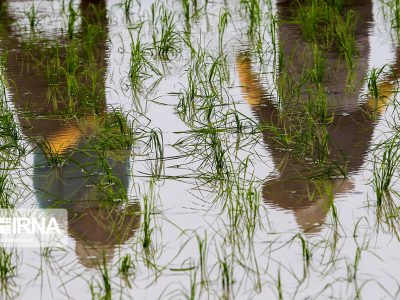 رییس سازمان جهاد کشاورزی خوزستان: محدودیت کشت برنج در حوضه آبی دز و کارون وجود ندارد